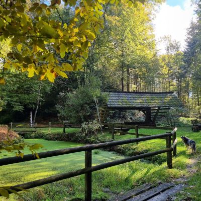 Wald Rastplatz Risi Bollingen